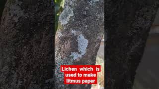 lichen used to make litmus paper [upl. by Yeliak546]