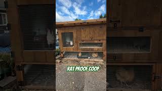 Rat Proof Coop [upl. by Llyrpa]