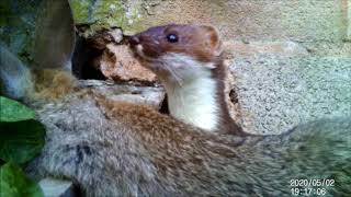 Stoat Hunts and Kills Rabbit in Murder in Herewood  Hunting Starts at 40 seconds [upl. by Moor]