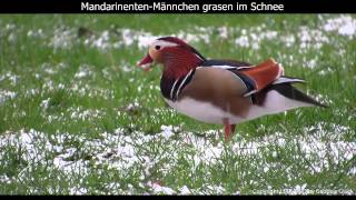 Mandarinenten grasen im Schnee  Mandarin duck in snow  Aix galericulata 1080p HD [upl. by Krall]