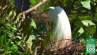 Nesting Birds in Naples Zoo at Caribbean Gardens [upl. by Bourn]