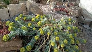 Euphorbia myrsinites en fleur [upl. by Mitchiner]