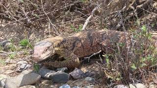 пустыня Кызылкум  kyzylkum desert  صحراء كيزيلكوم [upl. by Najed]