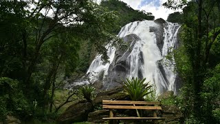 Música Relaxante de Sons de Pássaros Cantando na Natureza [upl. by Som]