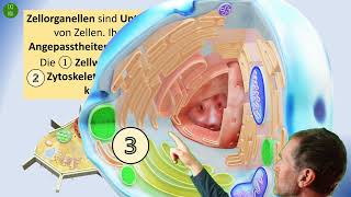 Vorteile der Kompartimentierung des Zellkerns und von Zellorganellen [upl. by Aromas]