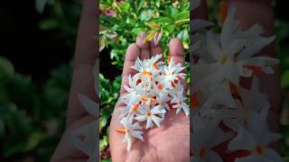 പവിഴമല്ലി പുത്തുലഞ്ഞപ്പോൾ 🥰best flower plant for home garden malayalam shorts malayalam garden [upl. by Becket52]