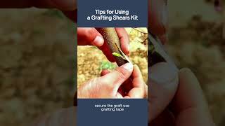 Tips for Using a Grafting Shears Kitgarden viral viralvideo shorts shortvideo youtubeshorts [upl. by Liss]