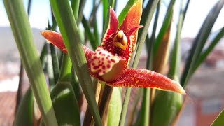 Orquidea Maxillaria Tenuifolia quotOrquidea con olor a cocoquot Maxillaria Tenuifolia Orchid quotCoconutquot [upl. by Salvador]