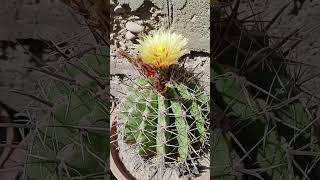 Ferocactus with shiny flower cactus [upl. by Atima]