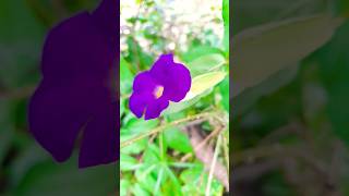 thunbergia plants in my garden beautifulflower flowergarden [upl. by Aisyle930]