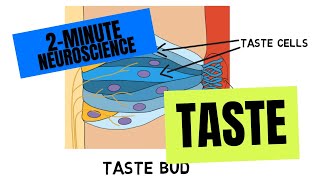 2Minute Neuroscience Taste [upl. by Aloisia]