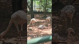 Ostrich bird 🪶 NatureLover BirdWatching birds [upl. by Cherilynn]