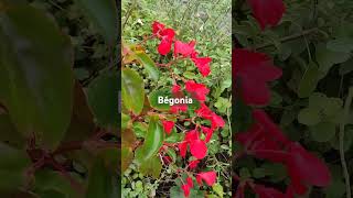 begonia shortvideo nature sosomleng [upl. by Miett]