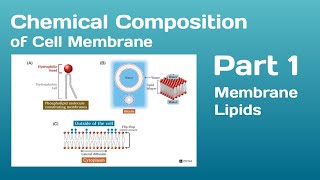 Chemical Composition of Cell Membrane Part 1 Membrane Lipids [upl. by Ednil]