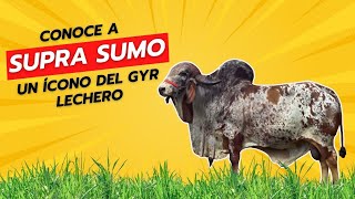 CONOCE A SUPRA SUMO ÍCONO DEL GYR LECHERO [upl. by Attenol]