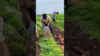 youtubeshorts agriculure viralvideo [upl. by Nelehyram]