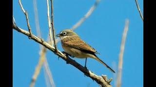 Sagebrush Sparrow  Pat ONeil Video Bird IDs [upl. by Eelyme]