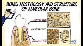 Bone histology and Structure of Alveolar bone [upl. by Akimaj150]