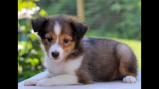 Shetland Sheepdog aka Sheltie Puppies for Sale [upl. by Noryk]