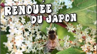 Renouée du Japon plante médicinale enfin trouvé [upl. by Adnohsed]