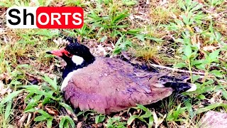 Lapwing Bird Save the Baby in the Rain – Mother Protects Her Chick and Eggs From the Storm [upl. by Kristen881]