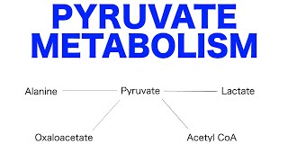 Pyruvate Pathways amp Metabolism [upl. by Netniuq437]