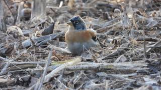 Peppola  Brambling Fringilla montifringilla [upl. by Sugirdor162]