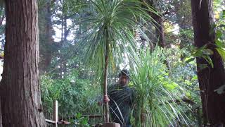 How to Grow Cordyline australis [upl. by Crane]