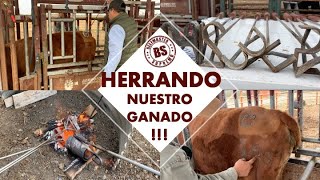 ¡¡¡ HERRANDO NUESTRO GANADO  BEEFMASTER SUPREMO EPISODIO 26 [upl. by Tsiuqram]