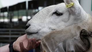 160th Great Yorkshire Show Highlights 2018 [upl. by Mihalco273]