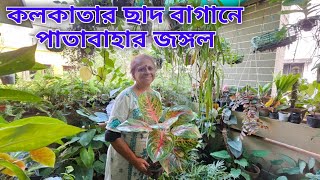 কলকাতার ছাদ বাগানে পাতাবাহারের জঙ্গল  Special indoor rRooftop Garden [upl. by Tien]