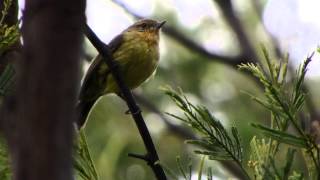 Yellow Thornbill Acanthiza nana [upl. by Airtal]