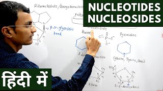 Nucleotides and Nucleosides in Hindi [upl. by Lenoj]