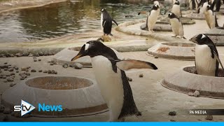 Penguin breeding season starts at Edinburgh Zoo [upl. by Enimrac]