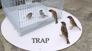 Can we catch bird with cage  cage bird trap [upl. by Enelak434]