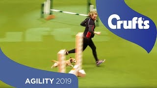 Agility  Kennel Club Novice Cup Final  Small  Agility  Crufts 2019 [upl. by Laban]