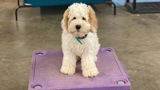 Fully Trained Australian Labradoodles Puppies Training  Springdale Labradoodles of Greensboro NC [upl. by Onitsirc]