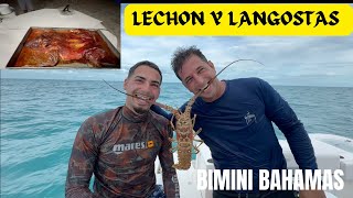 🦞ONLY🐷 IN BIMINI BAHAMAS 🇧🇸 [upl. by Arised]