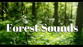 Nature sounds Meditation forest sounds of birds singing relaxation  4 minutes [upl. by Emoreg]