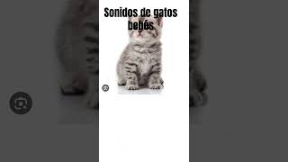 Sonidos de Gatos Bebes [upl. by Mirielle]