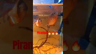 Piranha🔥🔥🔥 aquarium nattereri piranha redbellypiranha pygocentrusnattereri fish fishlover [upl. by Clippard]