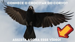 Sons dos Animais Você conhece o Crocitar do Corvo [upl. by Gentilis18]