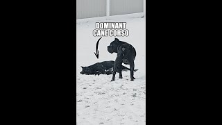 Dominant Cane Corso [upl. by Arron]