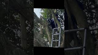 Cutting down big trees clean up cleanup cuttingdown clean [upl. by Fleck]