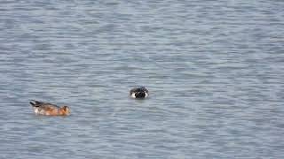 Eurasian Wigeon Fischione Anas penelope [upl. by Sitruk538]