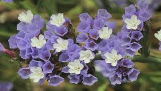 How to Grow Sea Lavender Limonium [upl. by Lalage]