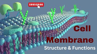 Cell membrane Structure and Functions Biology [upl. by Ilise160]