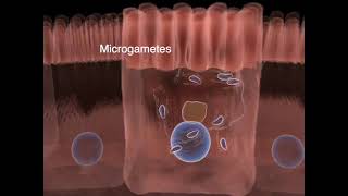 The life cycle of Toxoplasma gondii  Part 01 [upl. by Haneen943]