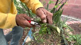 Popcorn Cassia Plant  Pruning and Building the Branch Structure  VLP [upl. by Bradshaw]