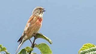 Bird Song  The Linnet [upl. by Fini]